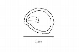   Embryo:   Argemone hispida ; Illustration by K. Parker, Kirkbride et al. (2006)
