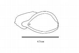   Embryo:   Bocconia gracilis ; Illustration by K. Parker, Kirkbride et al. (2006)
