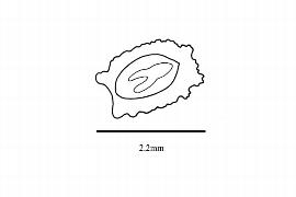   Embryo:   Eschscholzia lobbii ; Illustration by K. Parker, Kirkbride et al. (2006)
