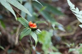   Infructescence:     Paris polyphylla ; Photo by huanghuai, gbif.org
