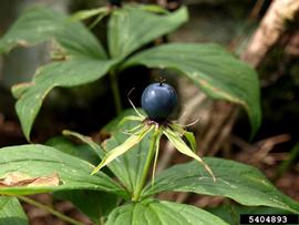   Fruit:   Paris quadrifolia ; Photo by J. Samanek, Phytosanitary Administration, bugwood.org
