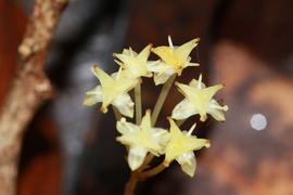   Inflorescence:   Petrosavia stellaris ; Photo by bangtran, gbif.org
