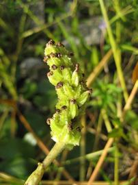   Infructescence:   Pontederia cordata ; Photo by rboles, gbif.org
