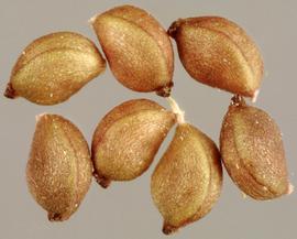   Fruits:   Potamogeton pusillus ; Photo by M. Storey, eol.org 
