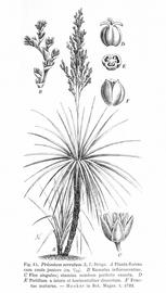   Inflorescence, fruit:   Prionium serratum  (F, mature fruit); Illustration attributed to Hooker in Bot. Magaz., Das Pflanzenreich (1906), courtesy of commons.wikimedia.org 
