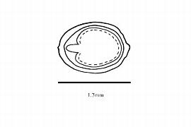   Embryo:   Pteridophyllum racemosum ; Illustration by K. Parker, Kirkbride et al. (2006)
