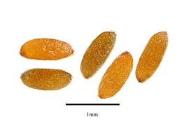   Seeds:   Myosurus minimus  subsp.  minimus ; Photo by R. Gibbons, USDA APHIS PPQ, Kirkbride et al. (2006)
