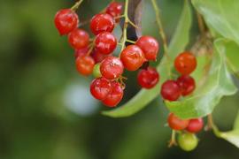   Infructescence:   Ripogonum scandens ; Photo by cbeem, gbif.org
