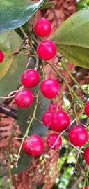   Infructescence:   Ripogonum scandens ; Photo by Chris Ecroyd, gbif.org
