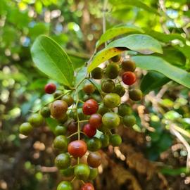   Infructescence:   Ripogonum scandens , immature and mature fruits; Photo by S. Smerdon, gbif.org
