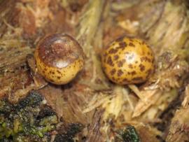   Seeds:   Ripogonum scandens ; Photo by I. Dench, gbif.org
