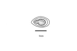   Embryo:   Alchemilla  sp.; Illustration by K. Parker, Kirkbride et al. (2006)
