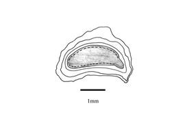   Embryo:   Rubus plicatus ; Illustration by K. Parker, Kirkbride et al. (2006)
