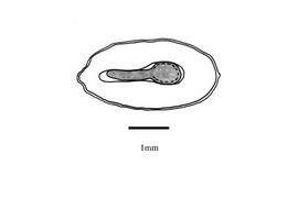   Embryo:   Spermacoce princeae ; Illustration by K. Parker, Kirkbride et al. (2006)
