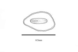   Embryo:   Oldenlandia capensis ; Illustration by K. Parker, Kirkbride et al. (2006)
