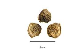   Seeds:   Zanthoxylum panamense ; Photo by R. Gibbons, USDA APHIS PPQ, Kirkbride et al. (2006)
