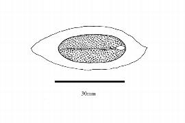   Embryo:     Flindersia brayleyana ; Illustration by K. Parker, Kirkbride et al. (2006)
