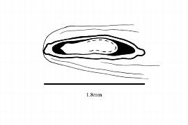   Embryo:   Salix pentandra ; Illustration by K. Parker, Kirkbride et al. (2006)
