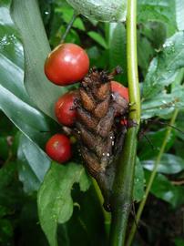   Infructescence:   Sarcophrynium brachystachyum ; Photo by Carel Jongkind, gbif.org
