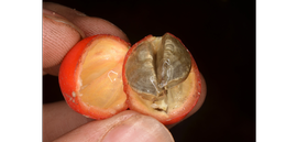   Fruit, seeds:   Sarcophrynium prionogonium ; Photo by Ehoarn Bidault, gbif.org
