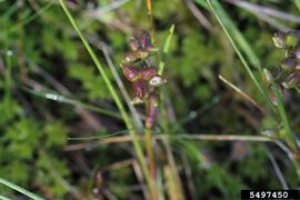   Infructescence:   Scheuchzeria palustris ; Photo by R. Routledge, Sault College, bugwood.org
