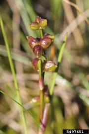   Infructescence:   Scheuchzeria palustris ; Photo by R. Routledge, Sault College, bugwood.org
