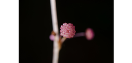   Infructescence:   Sciaphila ledermannii ; Photo by E. Bidault, gbif.org
