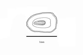   Embryo:   Misopates orontium ; Illustration by K. Parker, Kirkbride et al. (2006)
