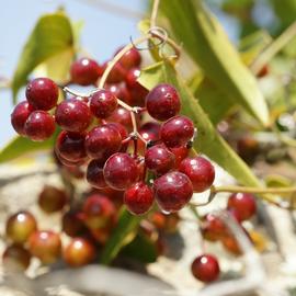   Infructescence:   Smilax aspera ; Photo by H. Hillewaert, commons.wikimedia.org
