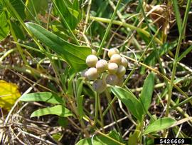   Infructescence:   Smilax auriculata ; Photo by R. Wallace, University of Georgia, bugwood.org
