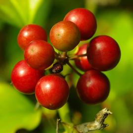   Infructescence:   Smilax excelsa ; Photo by Z. Cebeci, commons.wikimedia.org
