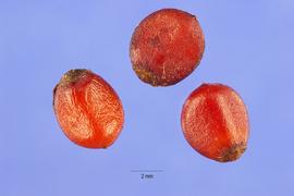   Seeds:   Smilax glauca ; Photo by S. Hurst, USDA-NRCS Plants Database
