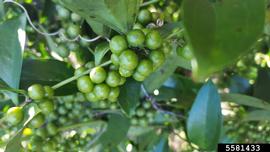   Infructescences:   Smilax laurifola ; Photo by S. Swain, University of Georgia, bugwood.org
