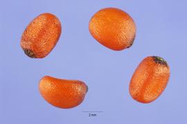   Seeds:   Smilax rotundifolia ; Photo by S. Hurst, USDA-NRCS Plants Database
