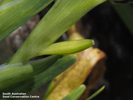   Fruit:   Ferraria crispa , immature fruit; Photo by South Australian Seed Conservation Centre, used with permission
