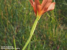   Fruit:   Moraea flaccida , immature fruit; Photo by South Australian Seed Conservation Centre, used with permission
