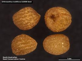   Seeds:   Orthrosanthus multiflorus ; Photo by South Australian Seed Conservation Centre, used with permission
