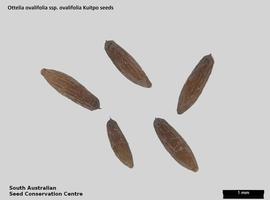   Seeds:   Ottelia ovalifolia  ssp.  ovalifolia ; Photo by South Australian Seed Conservation Centre, used with permission
