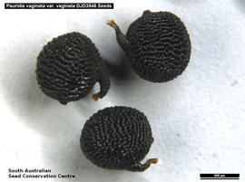   Seeds:   Pauridia vaginata ; Photo by South Australian Seed Conservation Centre, used with permission 
