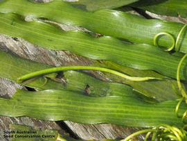   Fruit:   Vallisneria australis ; Photo by South Australian Seed Conservation Centre, used with permission
