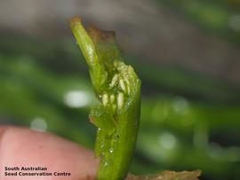   Fruit, seeds:   Vallisneria australis,  fruit opened showing seeds; Photo by South Australian Seed Conservation Centre, used with permission
