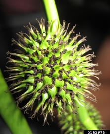   Infructescence:   Sparganium erectum ; Photo by S.L. Winterton, Aquarium and Pond Plants of the World
