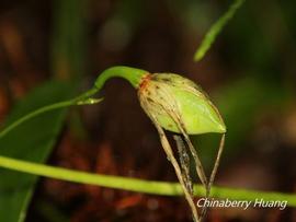   Fruit:   Stemona tuberosa ; Photo by Lijin Huang, gbif.org
