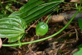   Fruit:   Stemona tuberosa ; Photo by Jody Hsieh, gbif.org 
