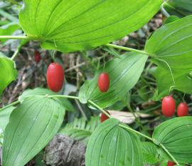   Fruits:   Streptopus amplexifolius ; Photo by Qwert1234, commons.wikimedia.org
