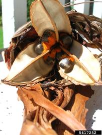   Fruit, seeds:   Strelitzia reginae , seeds with arils; Photo by Forest and Kim Starr, Starr Environmental, bugwood.org 
