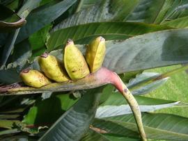   Infructescence:   Strelitzia reginae ; Photo by Z. Akulova, calphotos.berkeley.edu
