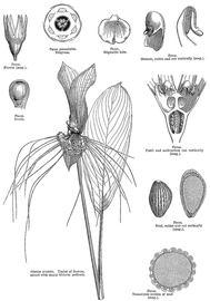   Fruit, seeds:   Tacca  sp.; Illustration by L. Steinheil and A. Riocreux, A general system of botany (1873), courtesy of Watson and Dallwitz 1992 onwards 
