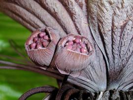   Flowers:   Tacca chantrieri ; Photo by K. Gertrud, flickr.org
