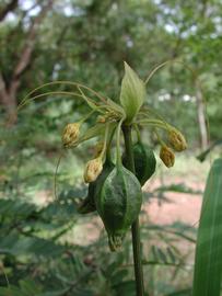   Infructescences:   Tacca leontopetaloides ; Photo by S. Dressler, flickr.org
